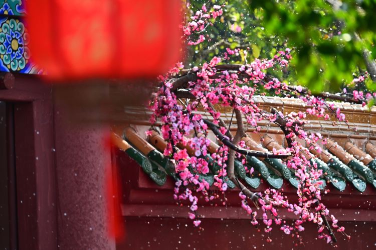 南宁园博园景点图片