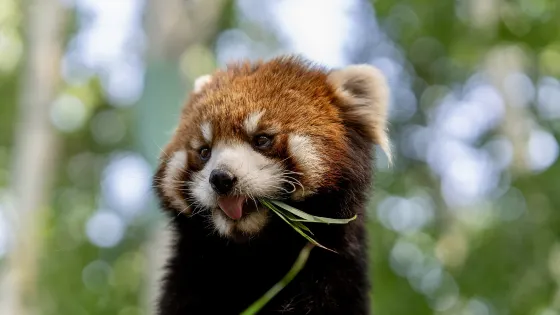 北京野生動物園