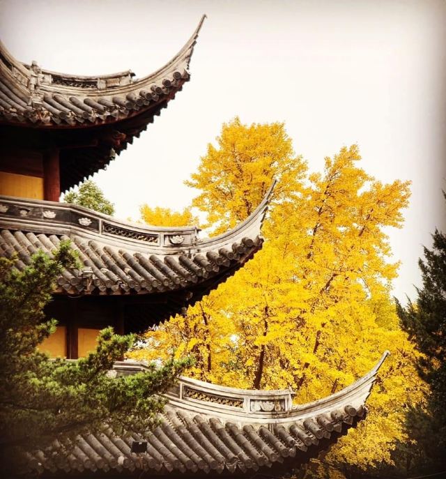 龙华塔旅行图片 4