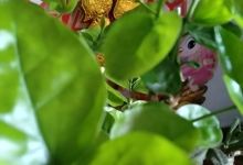 日照迎宾花卉市场购物图片