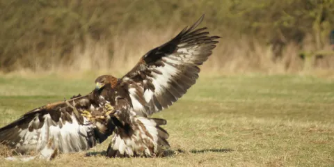 Hainault Forest Country Park