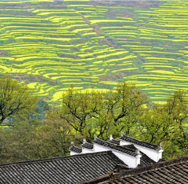 黄山风景区+西递+宏村景区+婺源篁岭景区5日4晚跟团游