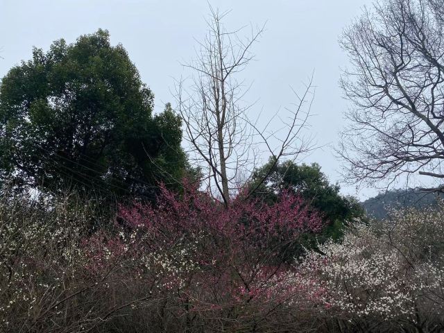 江浦公园旅行图片 2