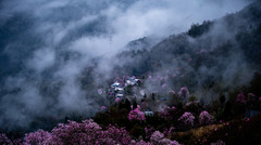 北川游记图片] 成都周边一日游｜踏进春日梦幻辛夷花海