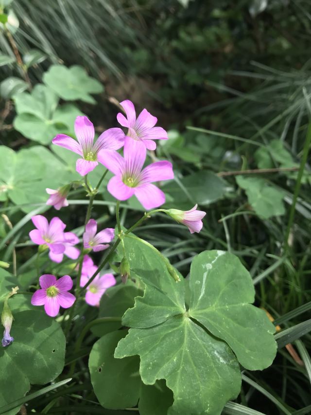 蓬莱公园旅行图片 4
