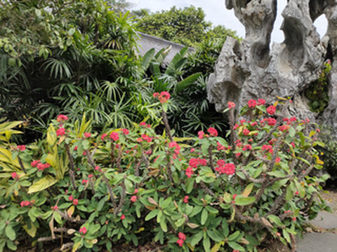 虎刺梅,原来它不是沙漠植物