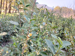 茶树花，被茶农忍痛放弃