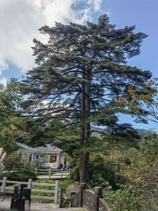 连理松-黄山-好景致