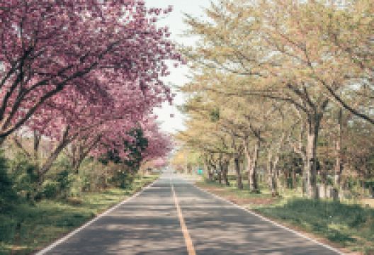 樱花大道景点图片