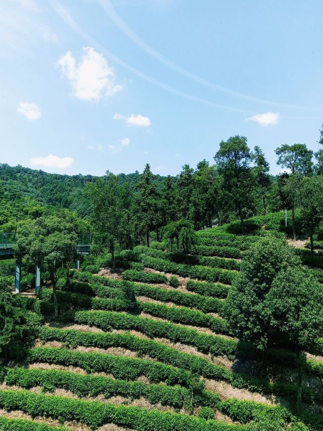 宋茗茶博园旅行图片 8