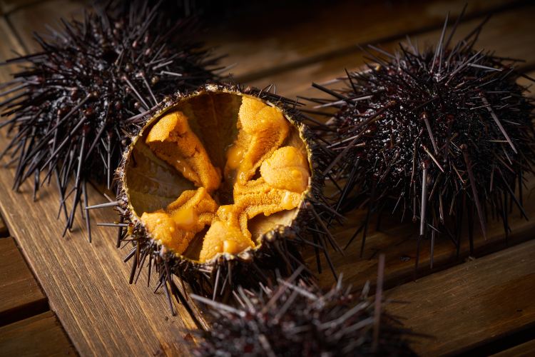 Sea Urchin