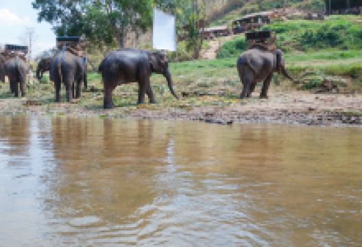 泰国大象之家景点图片