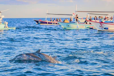 Dolphin Lovina Tour