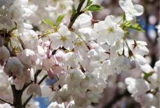 海柏公园-多伦多-hiluoling