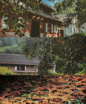 宁波赏秋攻略，这有桂香阵阵的千年古刹，更有漫山红枫绝美秋景