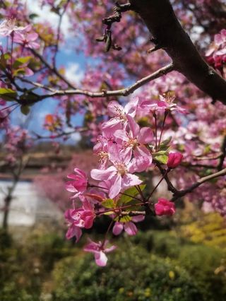 3月春游季不负春光,昆明周边赏花、吃柴火鸡,妇女节免费!
