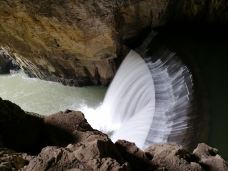 织金大峡谷-织金-大松树叶子