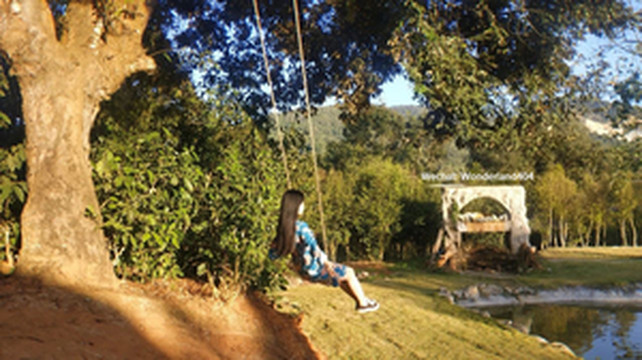 勐海游记图文-去版纳，我带你一起上山采茶丨新冠时期的中国旅行