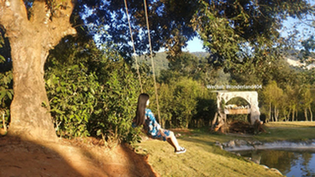 去版纳,我带你一起上山采茶丨新冠时期的中国旅行