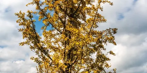 靈壽水泉溪自然風景區