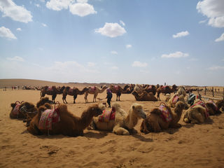 陕甘宁十三日游记