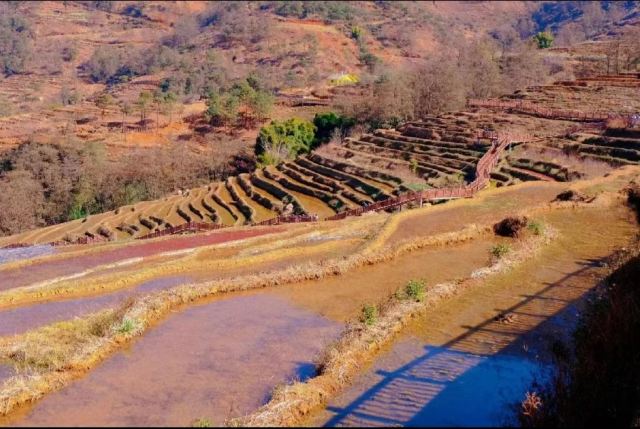 新山梯田旅行图片 3