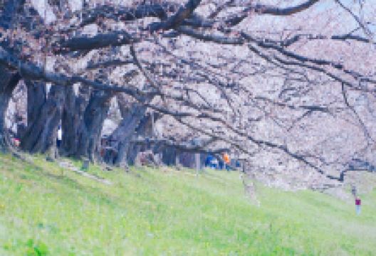 背割堤景点图片