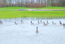The Bird Walk景点图片