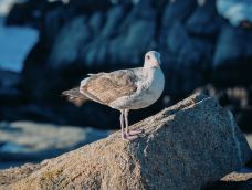 老渔人码头-蒙特雷-q****ky