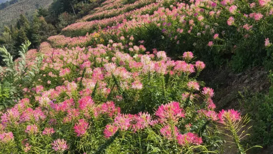 南天麗景景區