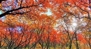 漫山秋色关不住,片片红叶寄相思