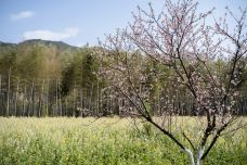 墨潭桃花岛-吉水-C-IMAGE