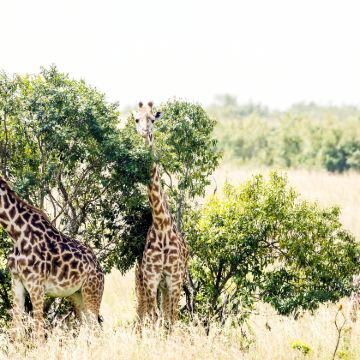 肯尼亚+坦桑尼亚+乌干达+卢旺达+埃塞俄比亚16日13晚跟团游