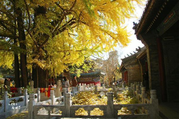 北京香火很旺的潭柘寺,中国封号最高的“帝王树”竟被配错了鸳鸯