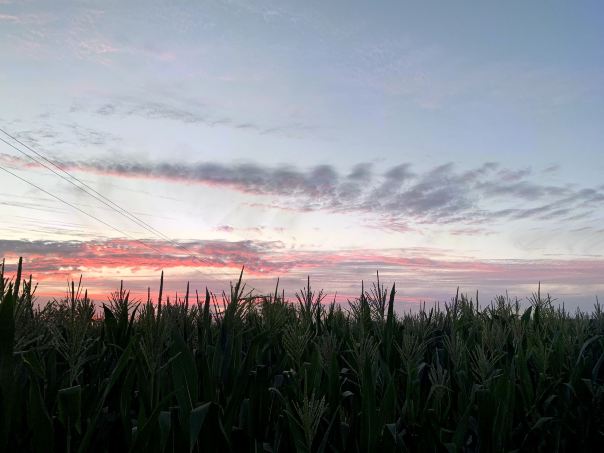 Gallery 2