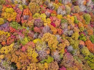 少华山红叶颜值爆表啦