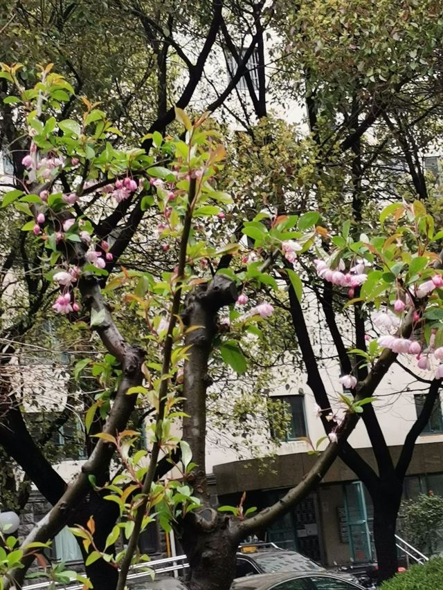 莘庄公园旅行图片 1