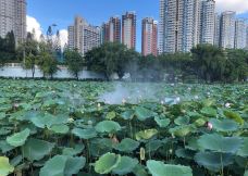 洪湖公园-深圳-秒懂风景