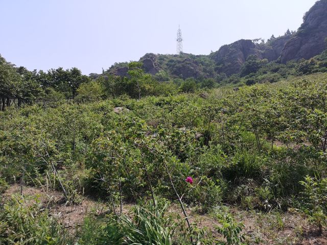 玫瑰谷旅行图片 2