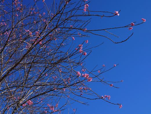 樱花谷