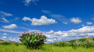 呼伦贝尔旅游18问，满足你对这里的好奇心...