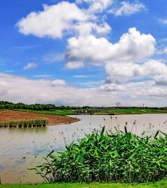 崇明区游记图文-夏游东滩湿地公园，原生态的自然状态，有一种亲近大自然的享受