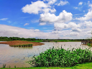 崇明区游记图文-夏游东滩湿地公园，原生态的自然状态，有一种亲近大自然的享受