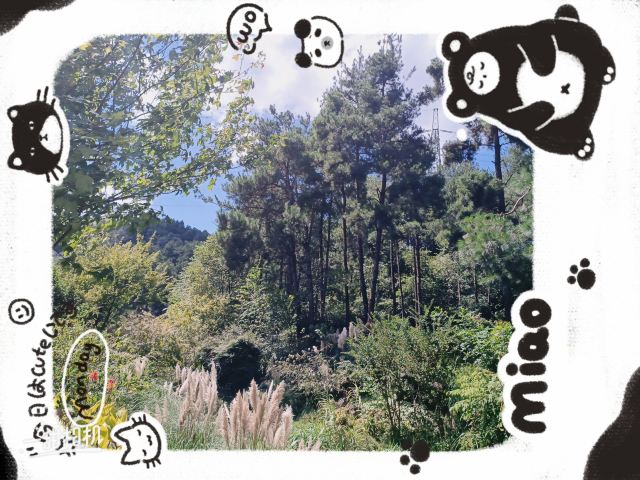 登高云山森林公园旅行图片 15