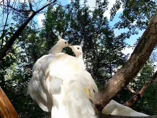 沈阳鸟岛