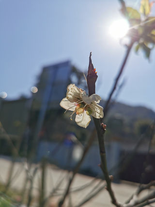 广州从化五指山的桃花已经开了