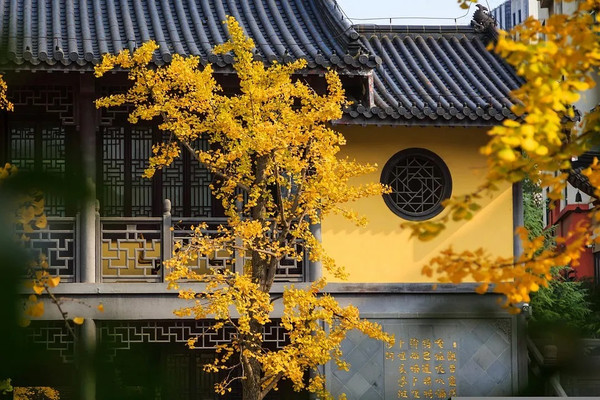 一入秋 南京就美成了金陵