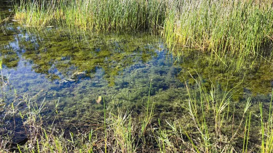官廳水庫國家濕地公園