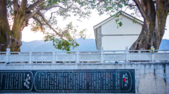 大理古城-夫妻樹