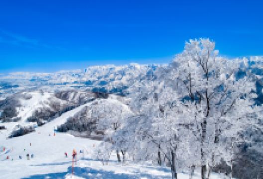 神乐滑雪场景点图片